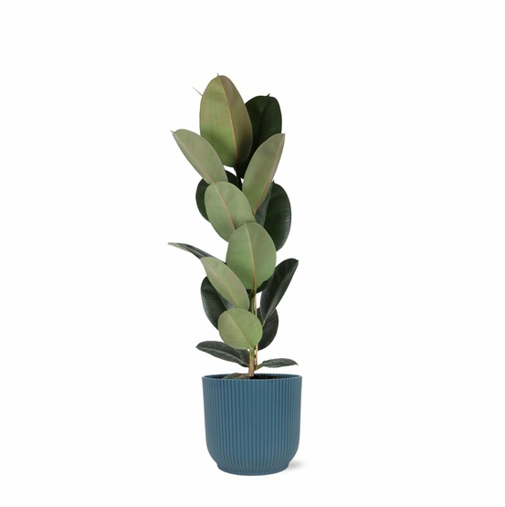 Ficus elastica robusta et son pot relief bleu - hauteur 90cm