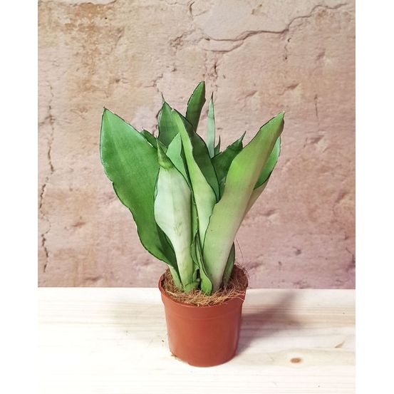 Sansevieria trifasciata 'moonshine' d. 12cm h. 30cm - plante d'intérieur