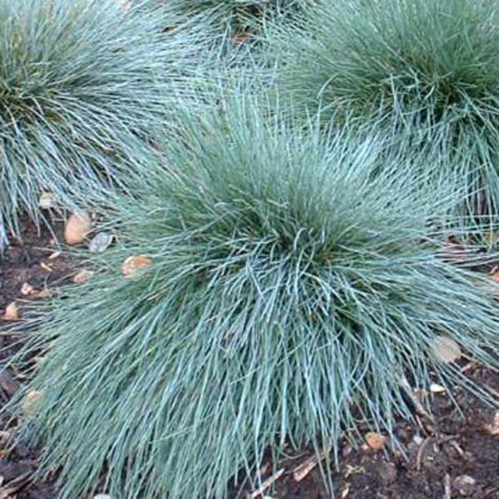 Fétuque bleue 'elijha blue' pot de 2l/3l