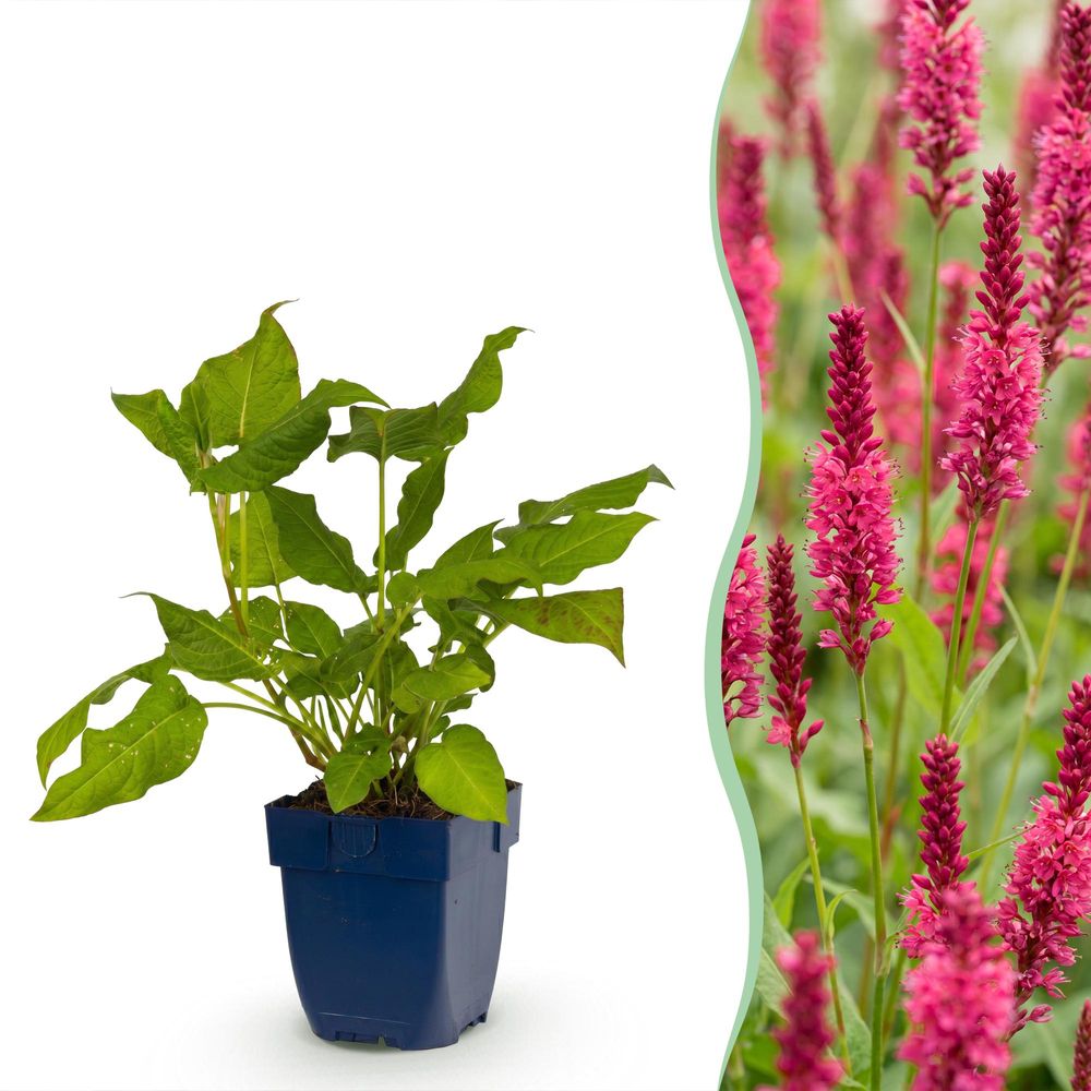 Renouée - lot de 12 - pot 11 cm - hauteur 25 cm