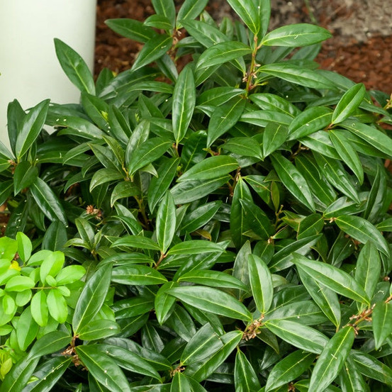 Sarcococca hookeriana humilis - le pot / ø 9cm / hauteur livrée 15-20cm, vendu par lot de 2