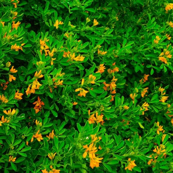 LUZERNE ARBORESCENTE GF H20A40-(766525)