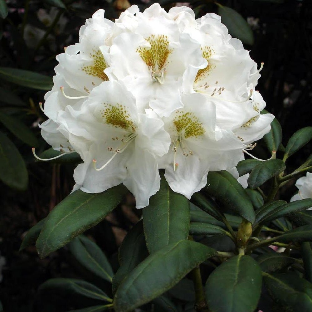 Rhododendron yakushimanum 'porzellan' pot de 3l/4l