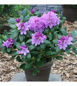 Rhododendron catawbiense 'grandiflora' pot de 4l/5l