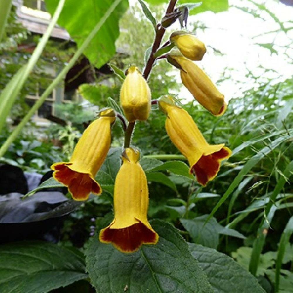 Digitale chinoise lot de 5 godets