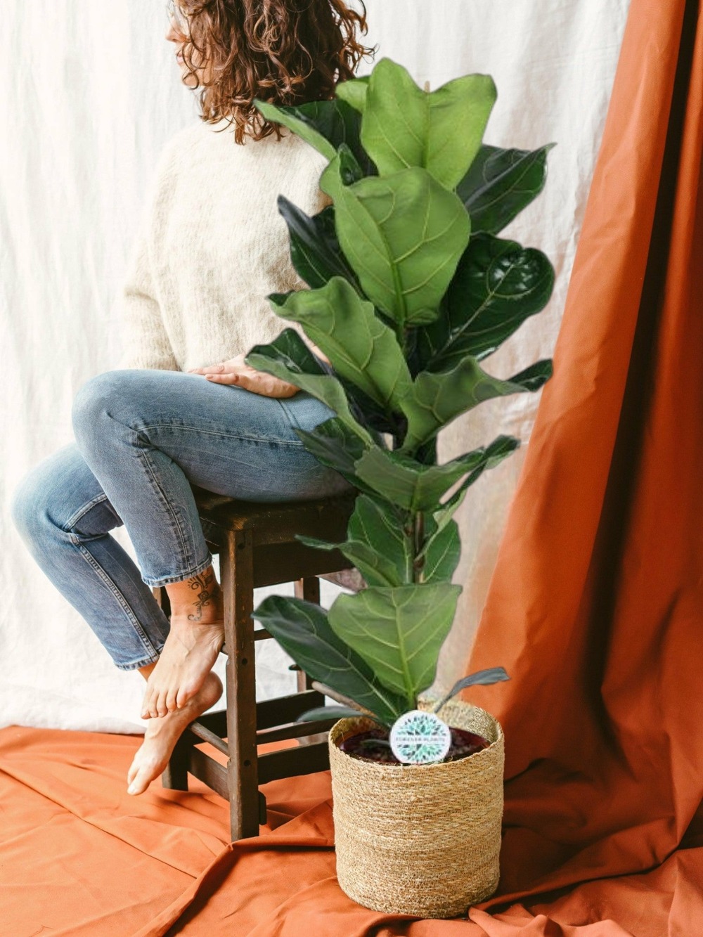 Ficus lyrata 90cm - plante d'intérieur