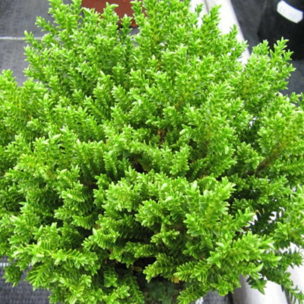 Véronique green globe pot de 3l - 20/40 cm