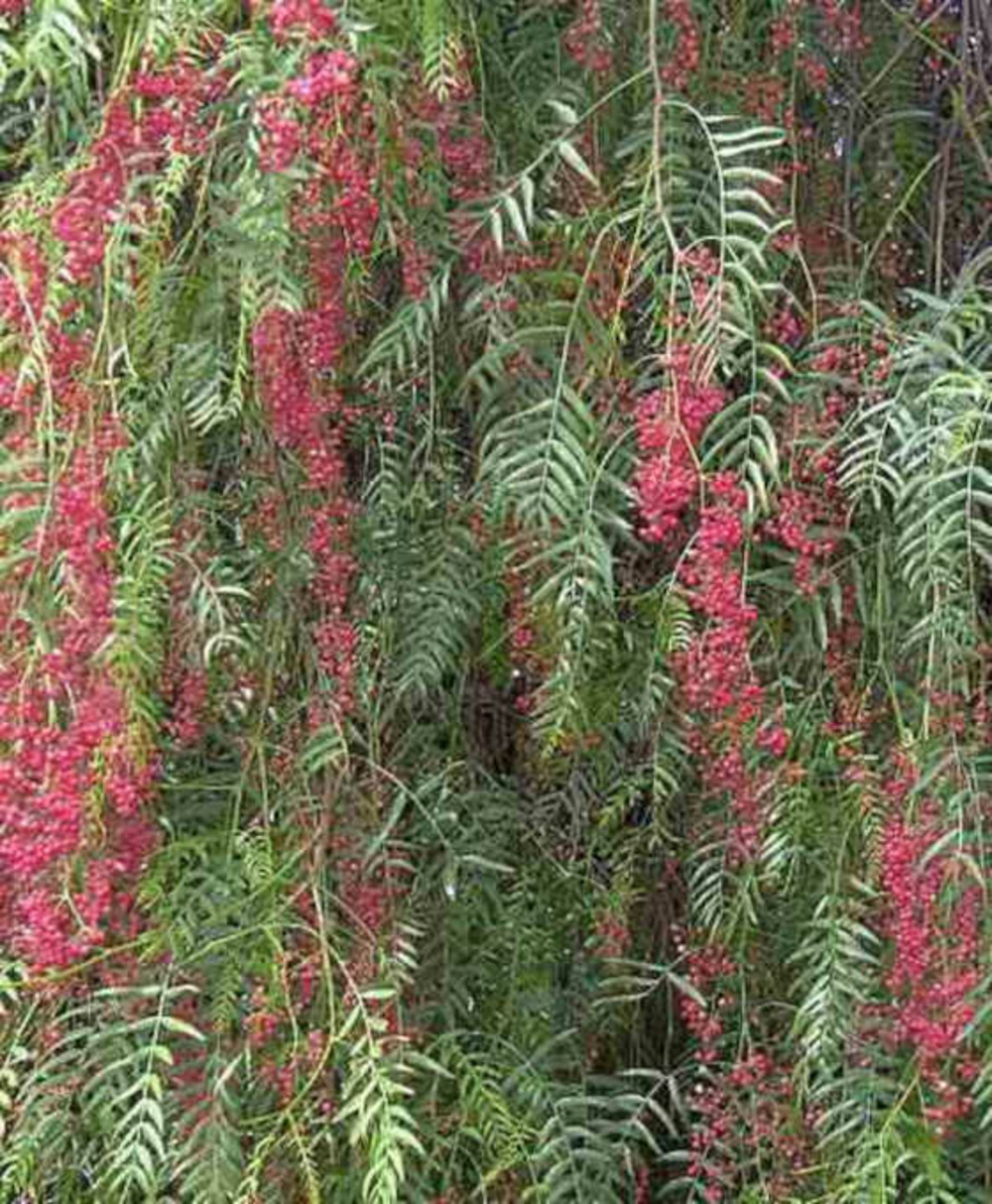 Schinus molle (faux poivrier, poivre rose) pot de 30l 220/240cm