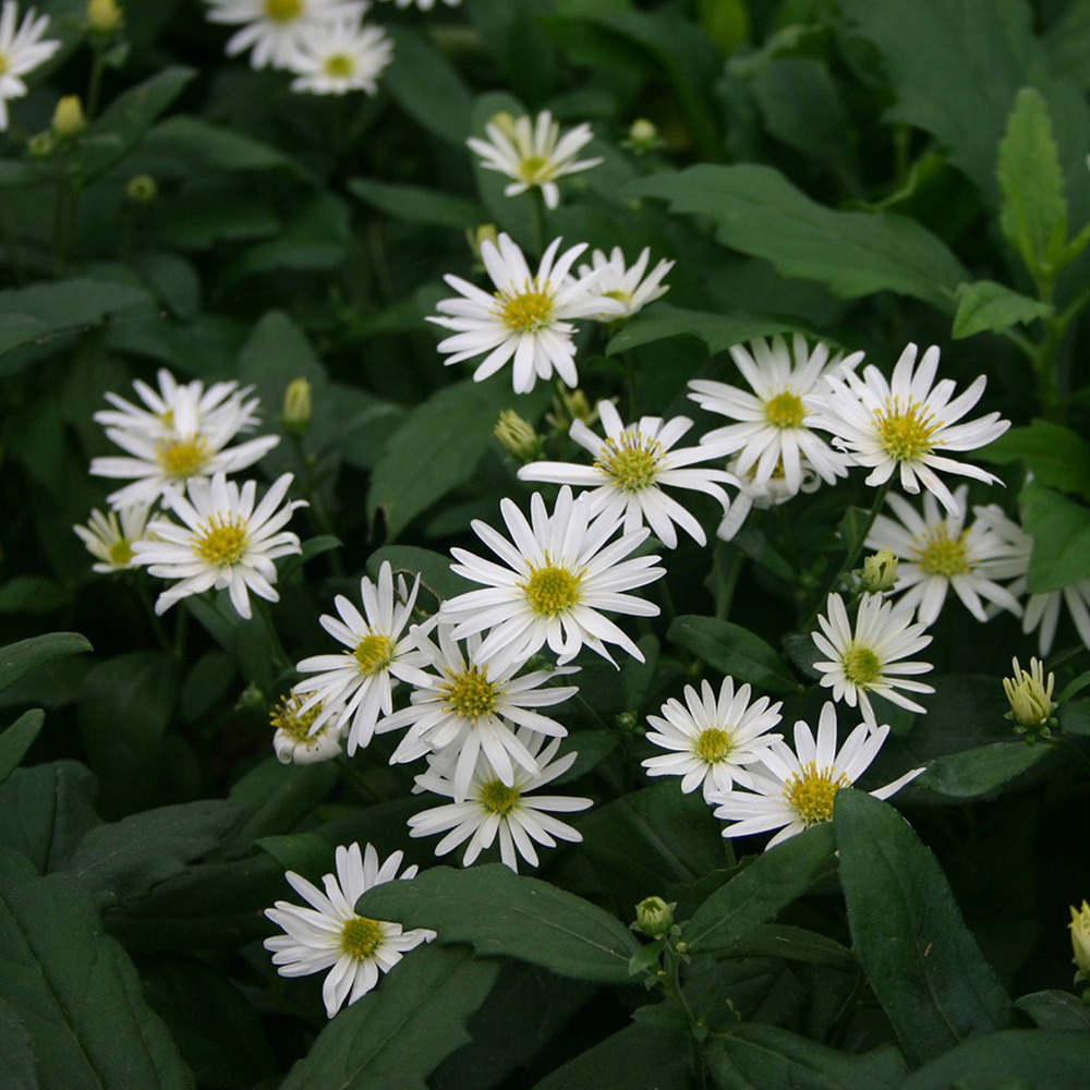 6 x aster 'ashvi' - aster 'ashvi' - godet 9cm x 9cm