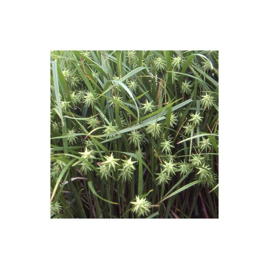 Laiche de gray lot de 3 godets