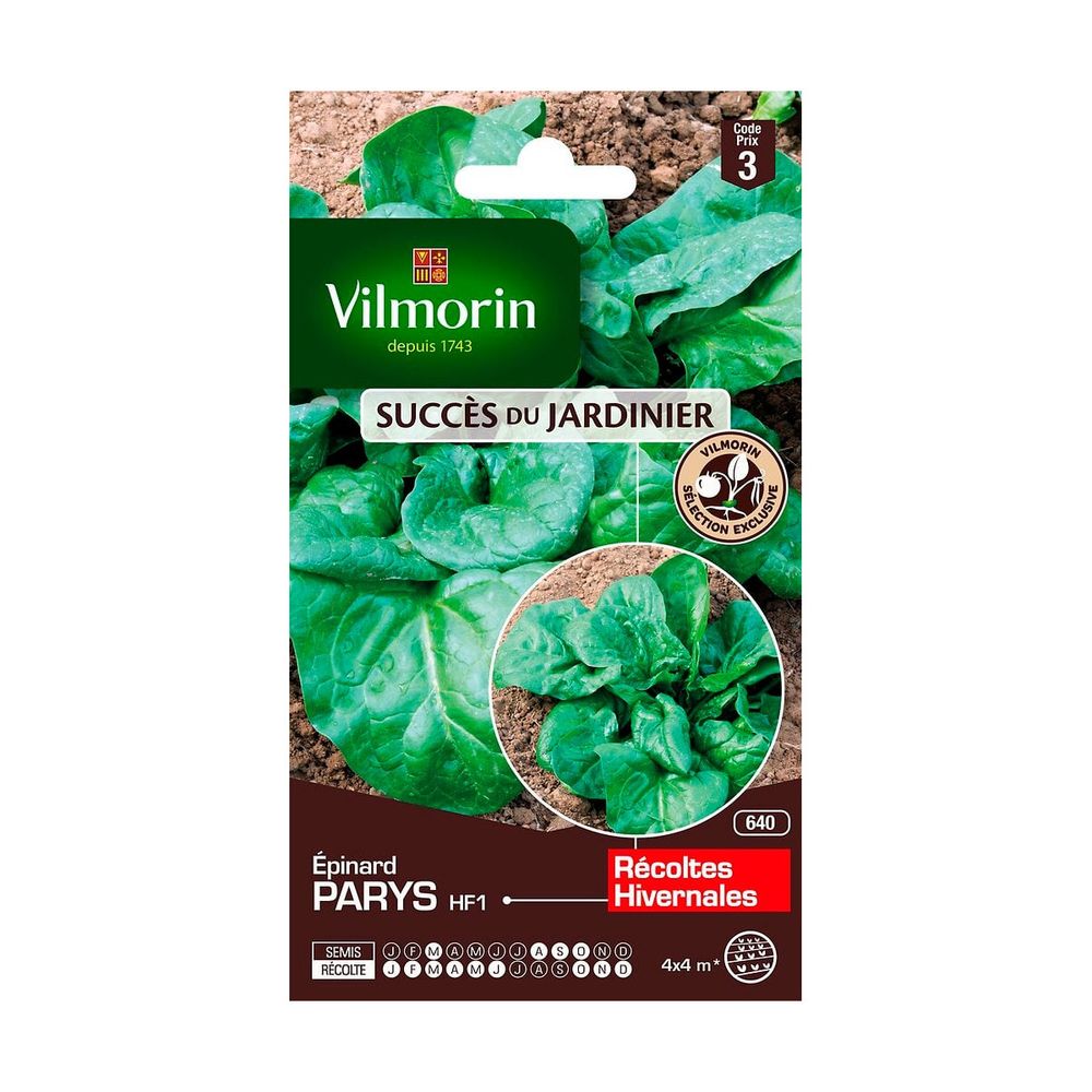 Graines D'épinard Géant D'hiver - Sachet 45 G - Légume Feuille Résistant - Graines Bocquet (non Hybrides) - 2