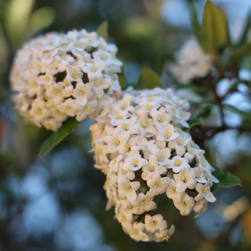 Viorne de carlcephalum (viburnum x carlcephalum)