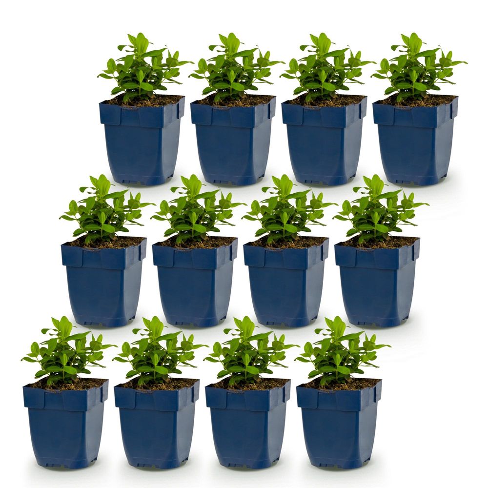 Millepertuis - lot de 12 - pot 11 cm - hauteur 25 cm - plante d'extérieur