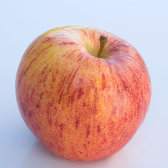 Pommier gala pot de 12l - 1/2 tige - 150/175 cm