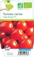 Tomate cerise tutti frutti f1 -plant ab en  pot 0.5 l-plante du jardin