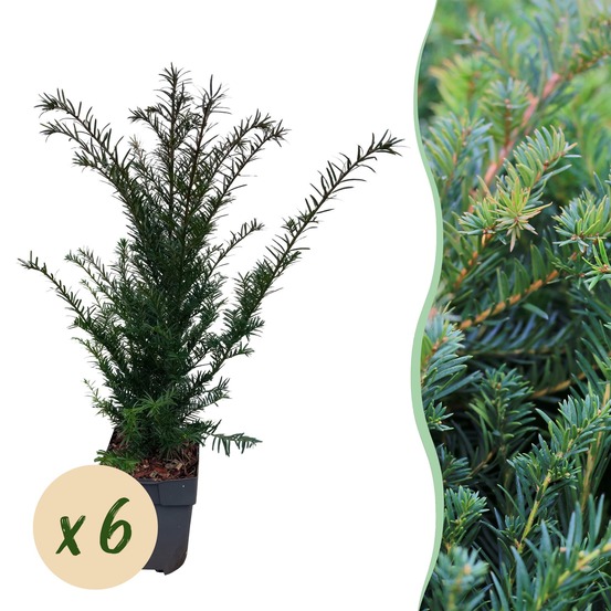 If taxus baccata – lot de 6 – pot 17 cm – hauteur 60 cm