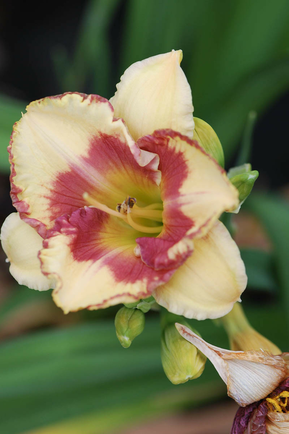 Hémérocalle 'eskimo kisses' - en pot de 2 litres