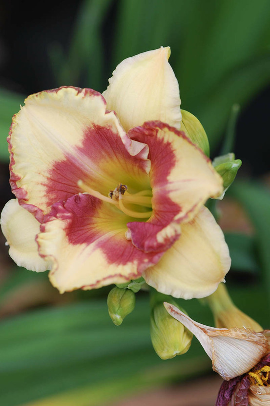 Hémérocalle 'eskimo kisses' - en pot de 2 litres