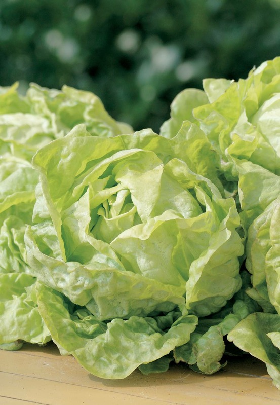 Laitue gotte jaune d or - 3 g