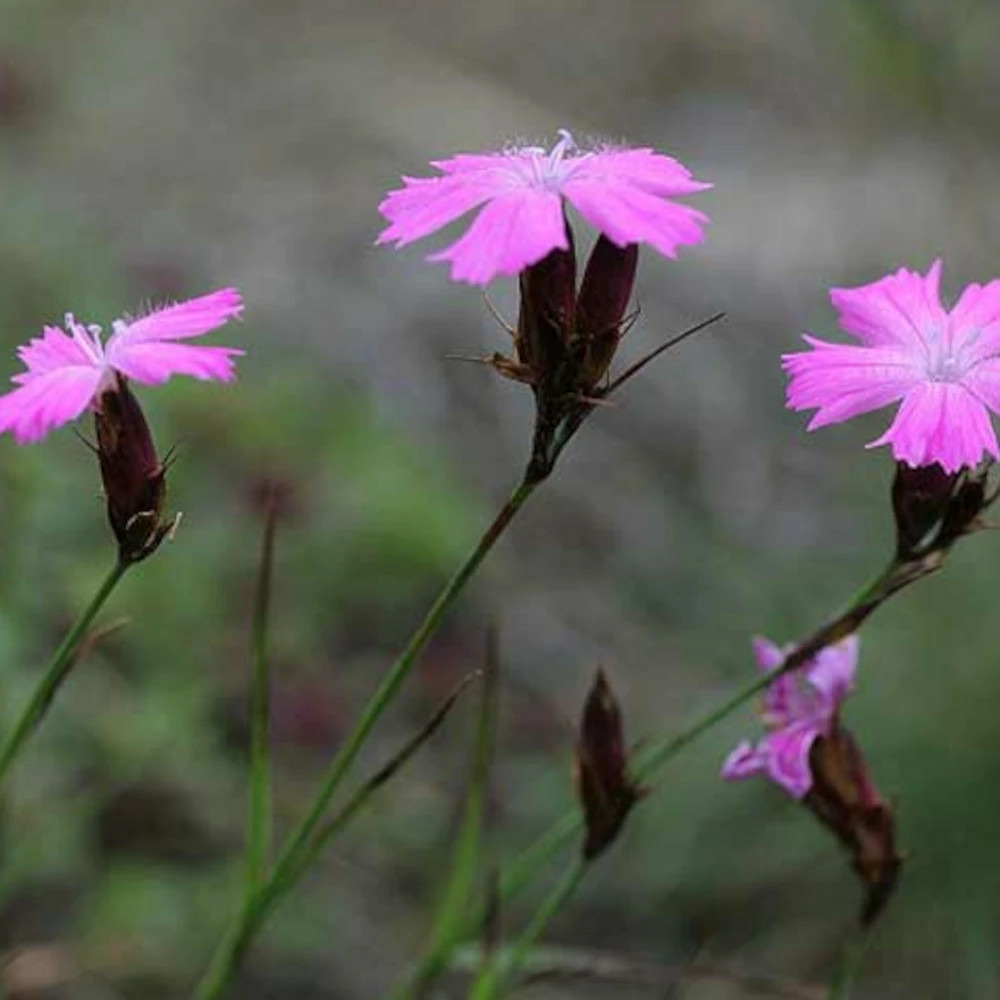 Oeillet des chartreux godet - 5/20 cm