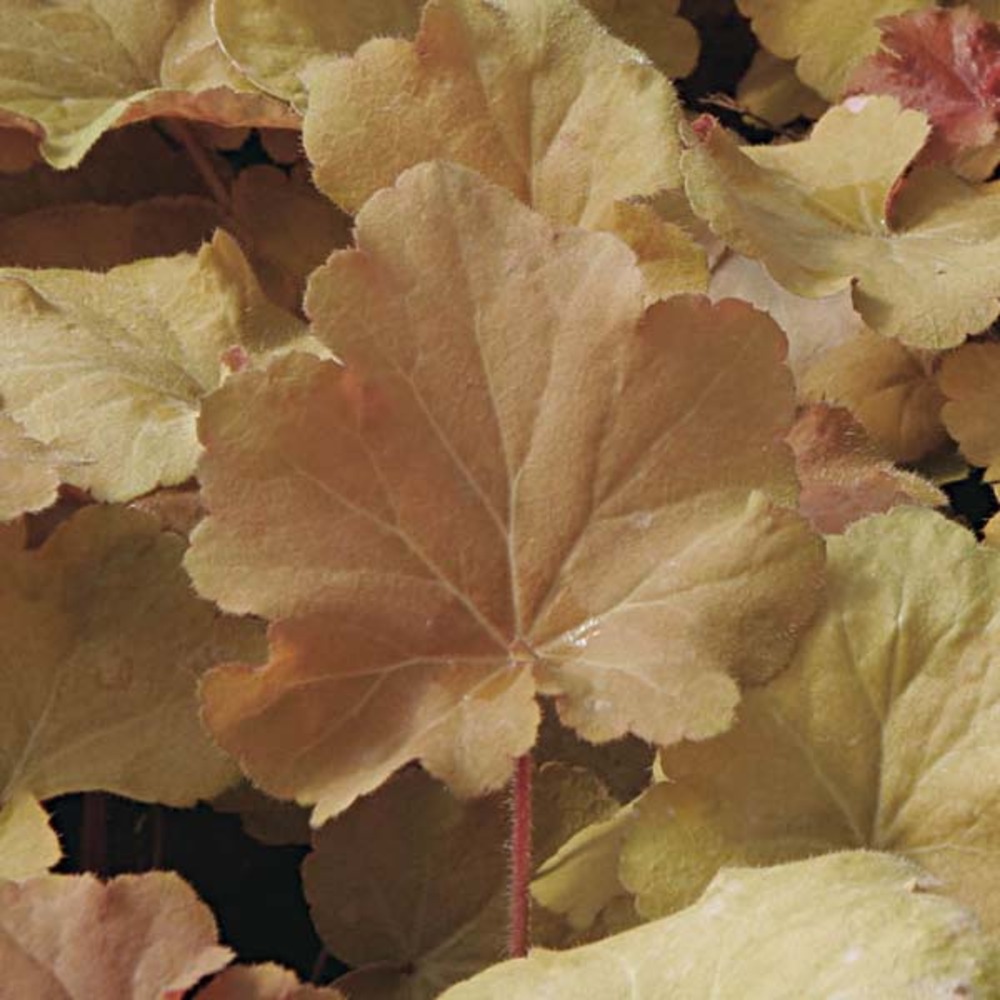 Heuchère 'caramel'® pot de 2l/3l