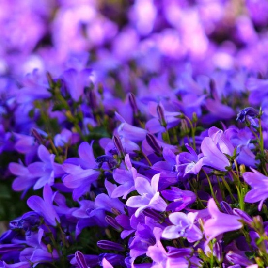 2 Campanules des Murailles (Campanula 'Por…