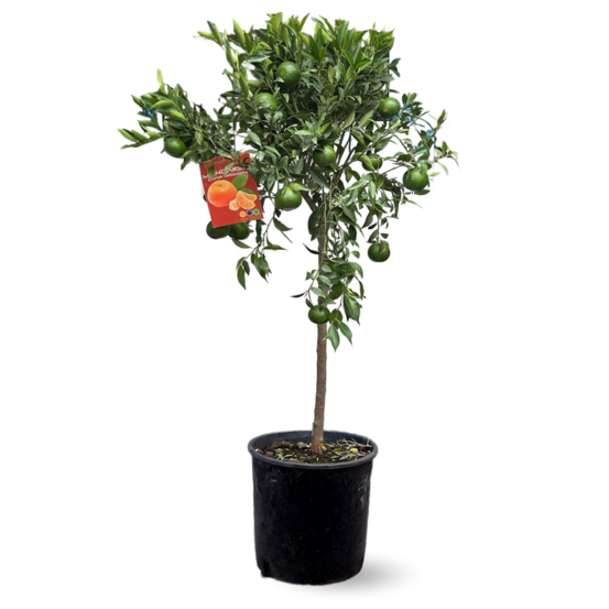 Mandarinier - agrume méditerranéen - arbre fruitier - ↕ 120-130 cm - ⌀ 24 cm