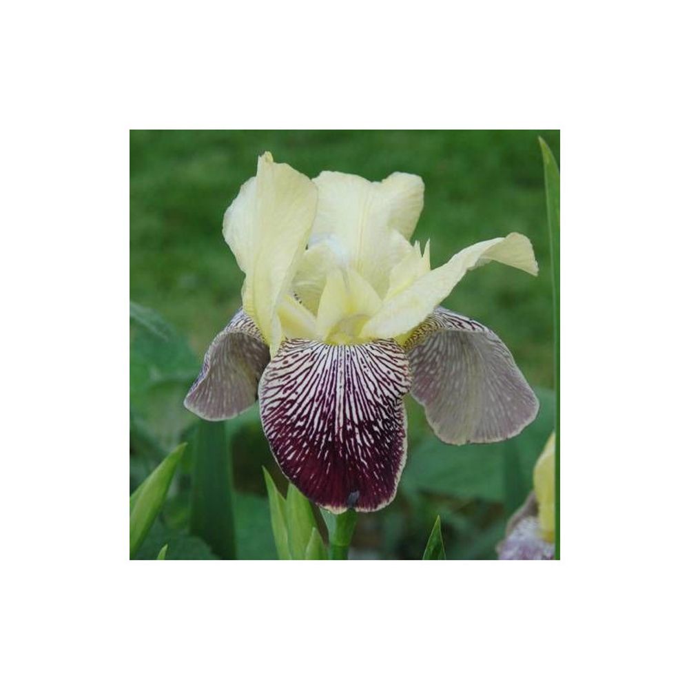 Iris des jardins flaming dragon godet - 5/20 cm