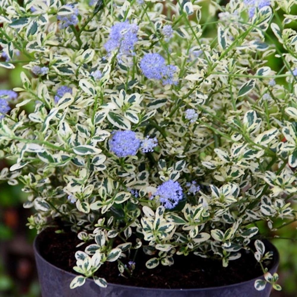 Céanothe de santa barbara, lilas de californie 'cool blue ' pot de 1,5l/2l
