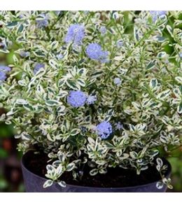 Céanothe de santa barbara, lilas de californie 'cool blue ' pot de 1,5l/2l