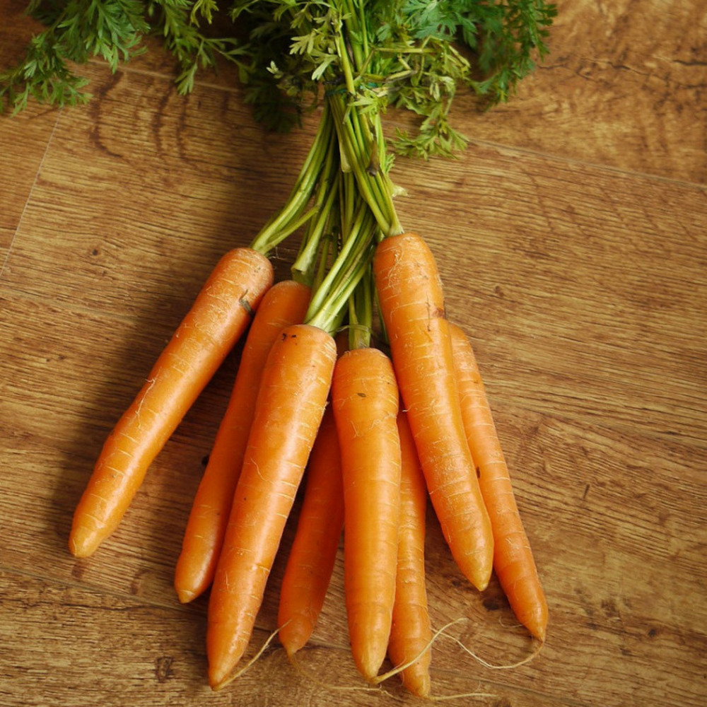 Graines de carotte 3 saisons de carottes - vilmorin présemée