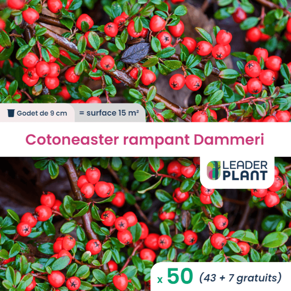 50 x cotoneaster rampant dammeri en godet | Truffaut