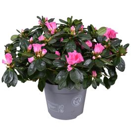 Azalée Rose Ruffels Azalée rose - plante fleurie d'extérieur | Truffaut