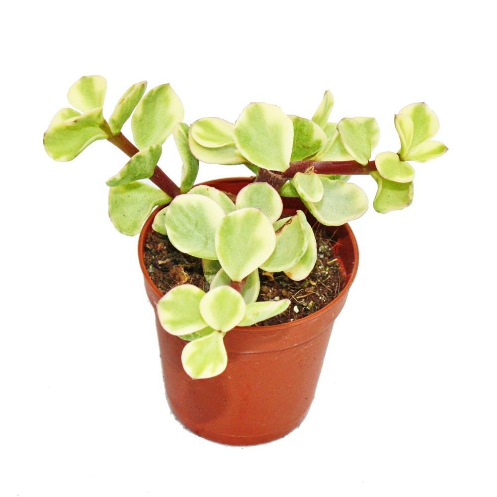 Portulacaria afra var.- jade tree - petite plante en pot de 5,5 cm