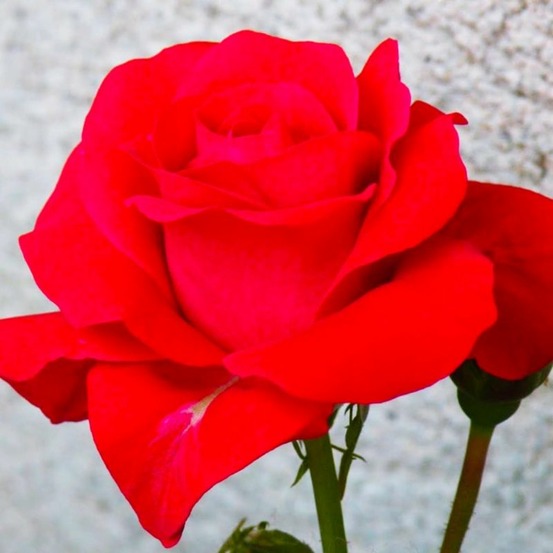 Rosier 'lili marlène'