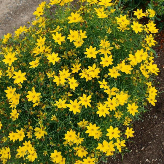 Coréopsis zagreb, coréopsis verticillé lot de 9 godets