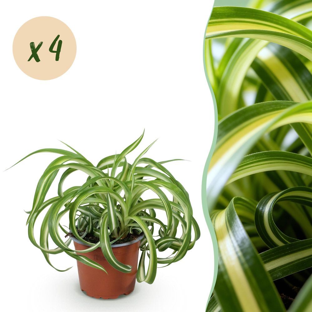 Chlorophytum comosum bonnie - pet-friendly - pot de 12cm - hauteur 20cm - plantes d'intérieur