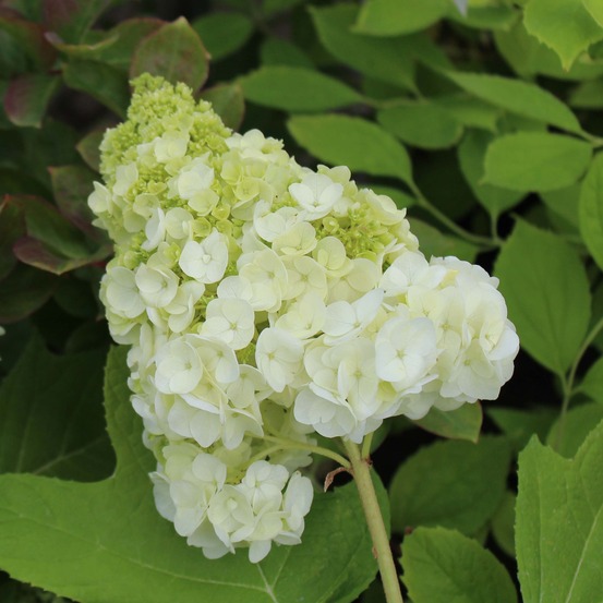 Hortensia à feuilles de chêne 'harmony' pot de 2l/3l