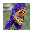 Arbre aux papillons davidii buzz™ hit violet/buddleja davidii 'buzz™ hit violet'[-]pot de 3l - 40/60 cm
