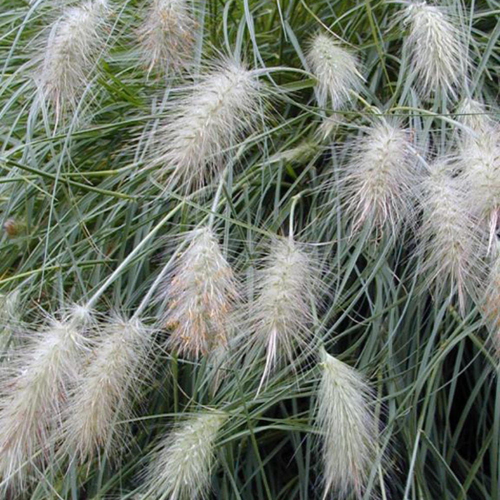 6 x herbe aux écouvillons 'villosum' - pennisetum villosum  - godet 9cm x 9cm