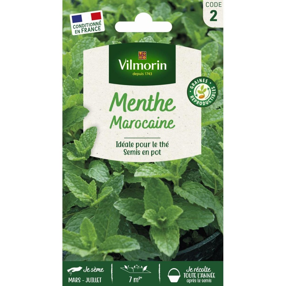 Sachet de graines menthe marocaine