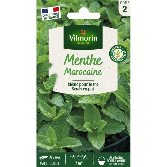 Sachet de graines menthe marocaine