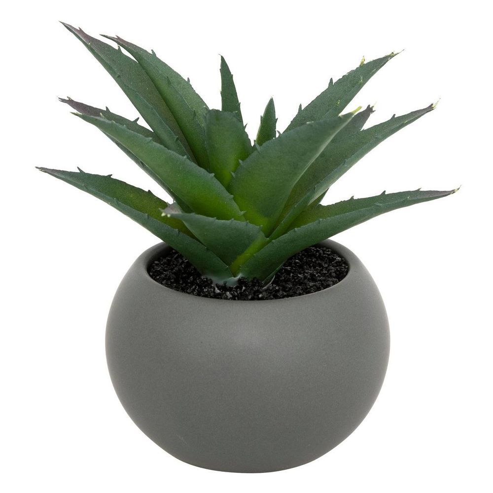 Plante grasse en pot h13