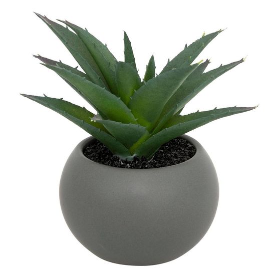 Plante grasse en pot h13
