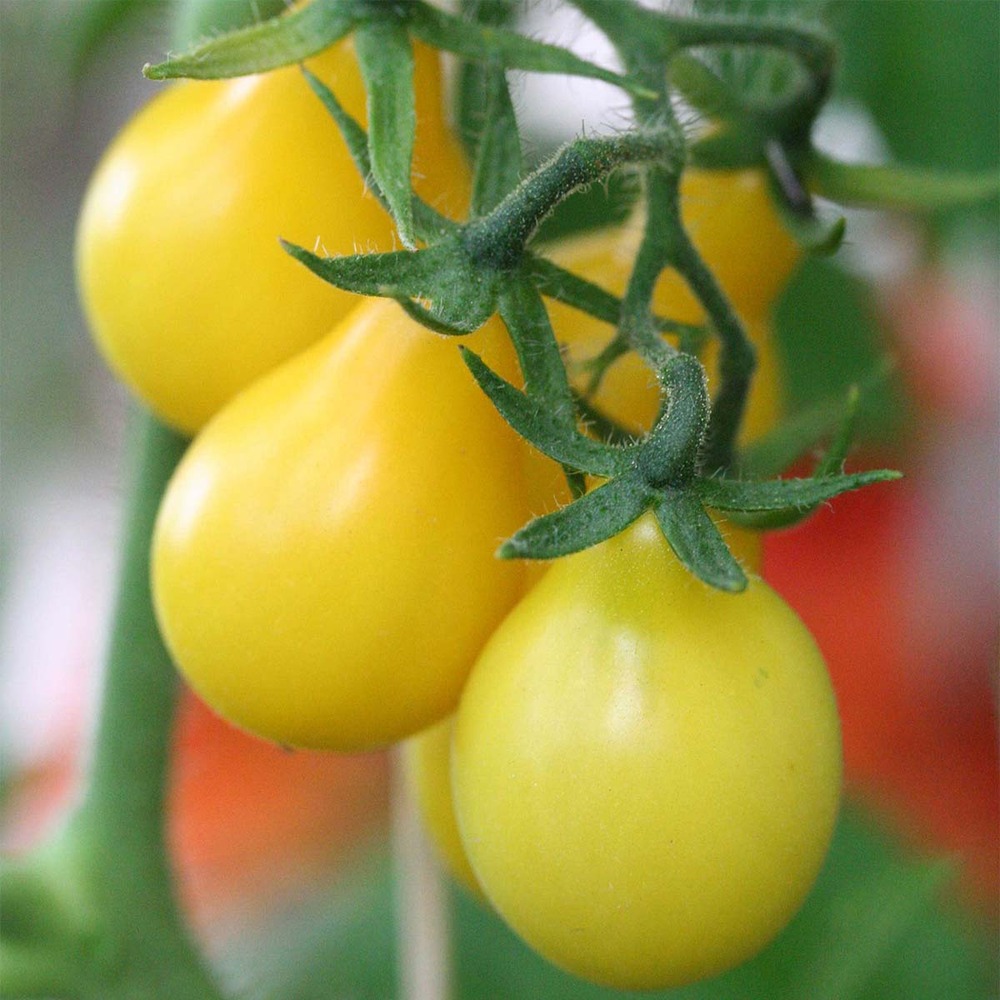 Tomate cerise jaune en poire le sachet de 250 graines environ (0,5g)