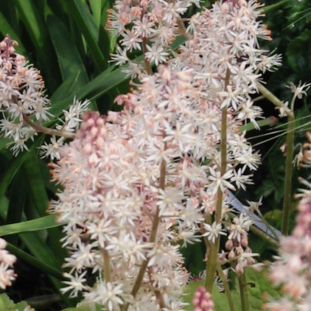 Tiarelle tiger stripe lot de 3 godets