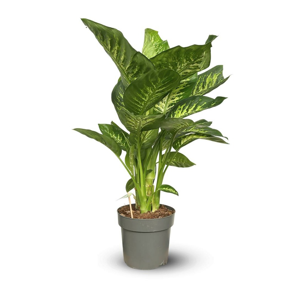 Dieffenbachia - purificateur d'air - ↕ 80-90 cm - ⌀ 19 cm - plante d'intérieur
