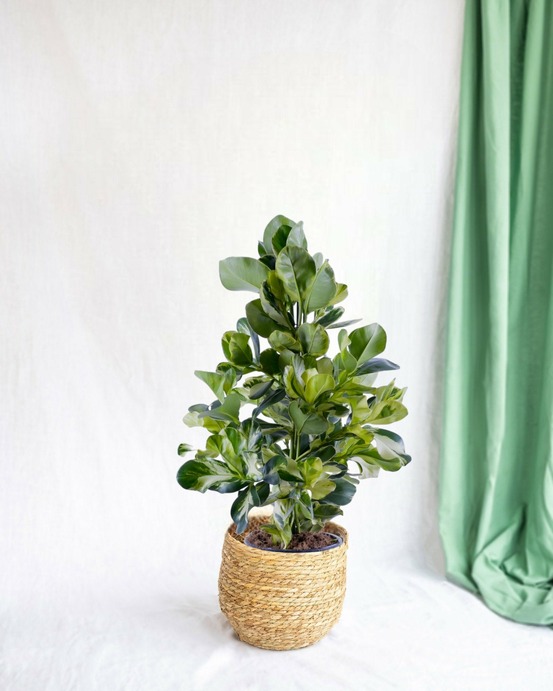 Clusia rosea white star 95cm - plante d'intérieur