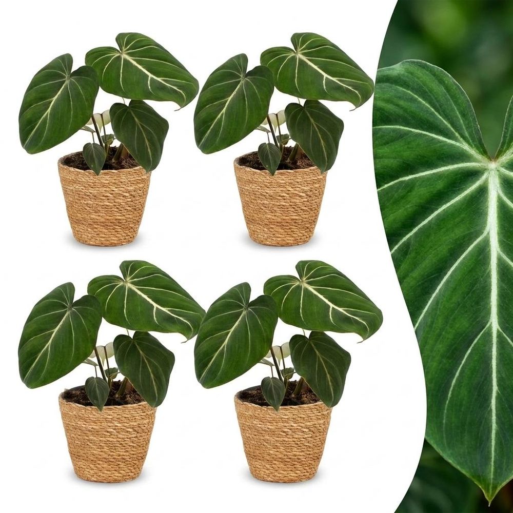 Philodendron gloriosum - pot de 12cm - plantes d'intérieur