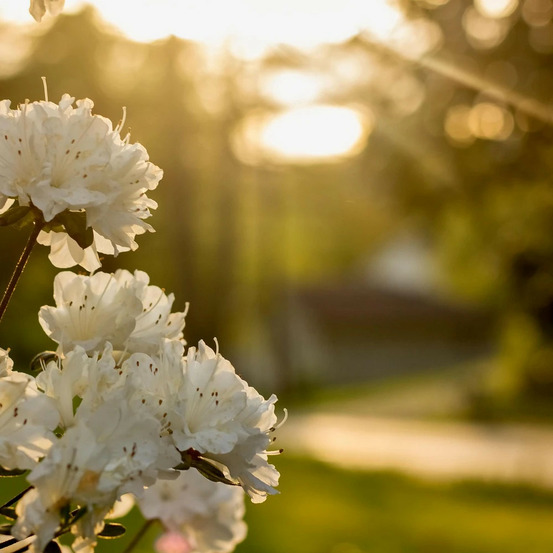 Azalée caduque viscosum, azalée mollis pot de 3l - 20/40 cm
